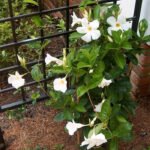 Mandevilla Putih