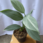 Philodendron Hastatum Silver