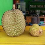 Durian Bawor 3 Kaki