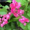 Air Mata Pengantin (Coral Vine Pink) - Gambar 2