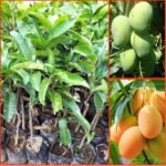 Mangga Madu Anggur