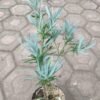 Lohansung Blue Ice (Silver) - Gambar 2