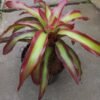 Bromelia Api (Neoregelia Shelldance) - Gambar 2