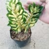 Euonymus Japonicus - Gambar 3