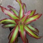 Bromelia Api (Neoregelia Shelldance)