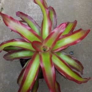 Bromelia Api (Neoregelia Shelldance)