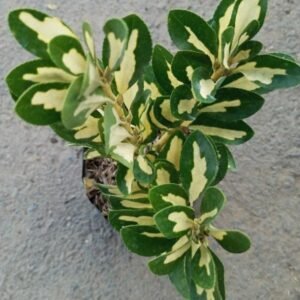 Euonymus Japonicus