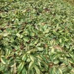 Rumput Gajah Mini Variegata