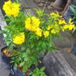 Tecomaria Kuning