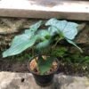Cyanastrum Cordifolium - Gambar 3