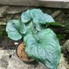 Cyanastrum Cordifolium - Gambar 2
