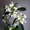 Madagascar Jasmine (Stephanotis floribunda) - Gambar 2