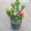 Red Ixora (Ixora coccinea) - Gambar 2
