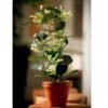 Madagascar Jasmine (Stephanotis floribunda) - Gambar 4