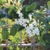 Madagascar Jasmine (Stephanotis floribunda) - Gambar 3