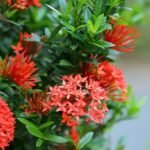 Red Ixora (Ixora coccinea)