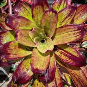 Bromelia Strawberry Roan