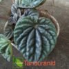 Begonia Phironia - Gambar 2