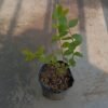 Blueberry - Gambar 2