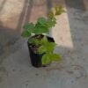 Blueberry - Gambar 3