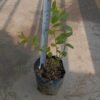 Blueberry - Gambar 5