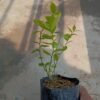 Blueberry - Gambar 4