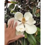 Magnolia Grandiflora White