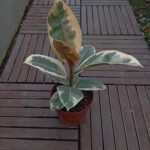 Ficus Tineke Variegated