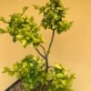 Legistrum Golden Bonsai - Gambar 3