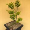 Legistrum Golden Bonsai - Gambar 2