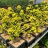 Legistrum Golden Bonsai - Gambar 4