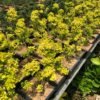 Legistrum Golden Bonsai - Gambar 5