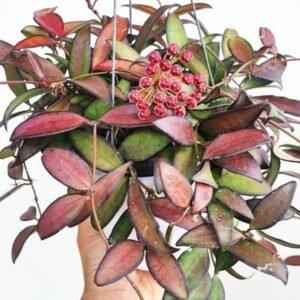 Hoya Rosita
