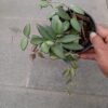 Hoya Rosita - Gambar 2