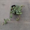 Hoya Rosita - Gambar 4