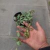Hoya Rosita - Gambar 3