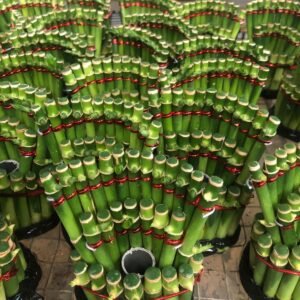 Bambu Rejeki Hoki Model Kipas
