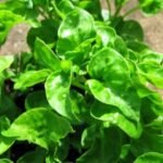 Bayam Brazil (Brazilian Spinach)