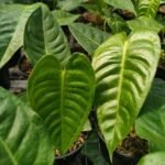 Anthurium Veitchii