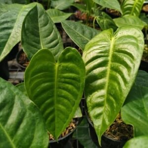 Anthurium Veitchii