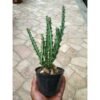 Euphorbia Knuthii - Gambar 3