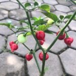 Cabe Cupetinho - Cabai Mini Pedas