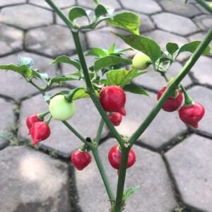 Cabe Cupetinho - Cabai Mini Pedas