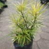 Aralia Kuning (Osmoxylon Lineare) - Gambar 2
