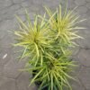 Aralia Kuning (Osmoxylon Lineare) - Gambar 3