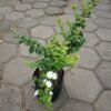 Melati Star Jasmine - Gambar 4
