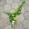 Melati Star Jasmine - Gambar 3