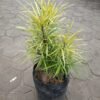 Aralia Kuning (Osmoxylon Lineare) - Gambar 4