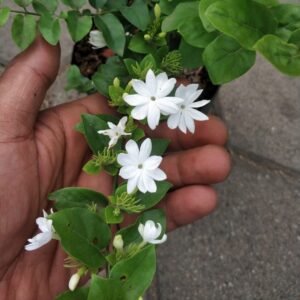 Melati Star Jasmine