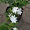 Melati Star Jasmine - Gambar 2